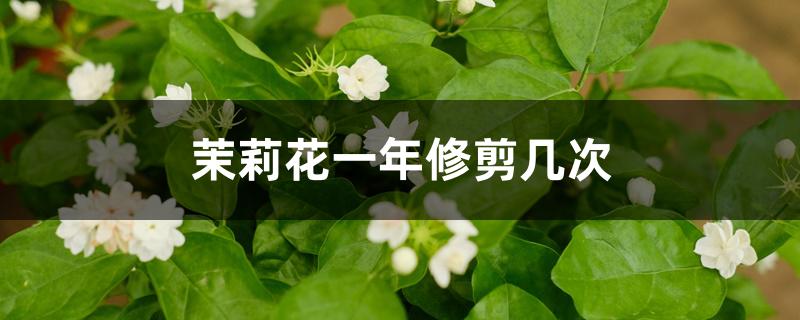 茉莉花一年修剪几次 茉莉花一年修剪几次