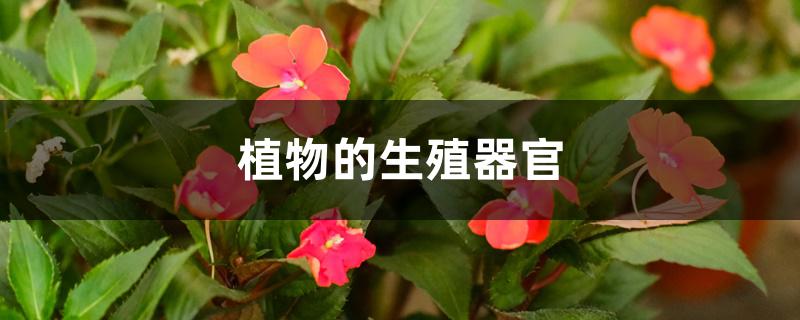 植物的生殖器官 植物的生殖器官