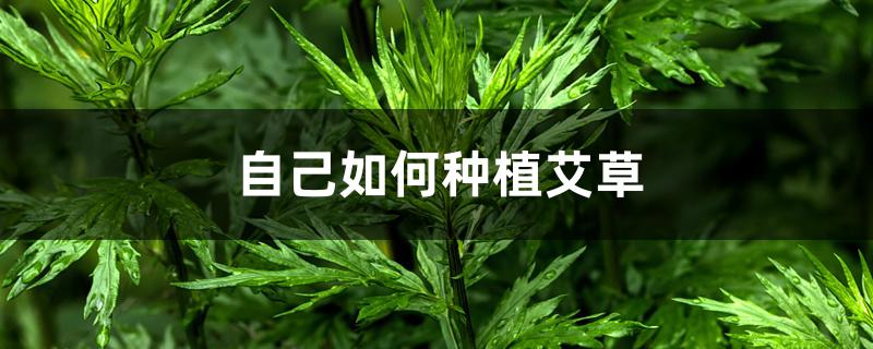 自己如何种植艾草 自己如何种植艾草