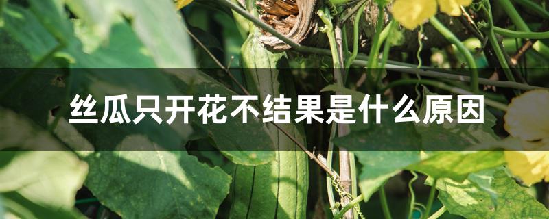 丝瓜只开花不结果是什么原因 丝瓜只开花不结果是什么原因