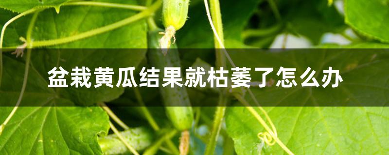 盆栽黄瓜结果就枯萎了怎么办 盆栽黄瓜结果就枯萎了怎么办
