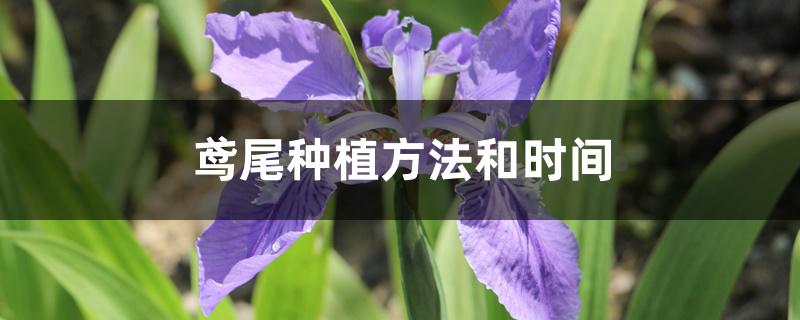 鸢尾种植方法和时间 鸢尾种植方法和时间