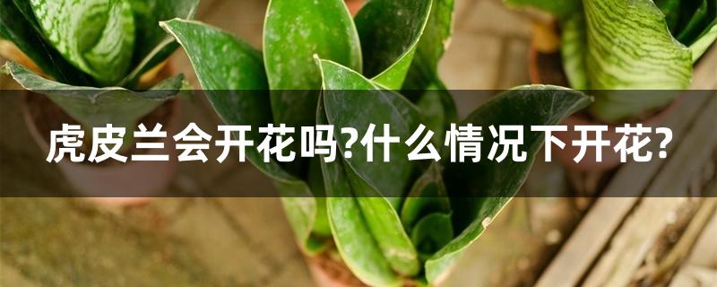 虎皮兰会开花吗 虎皮兰会开花吗