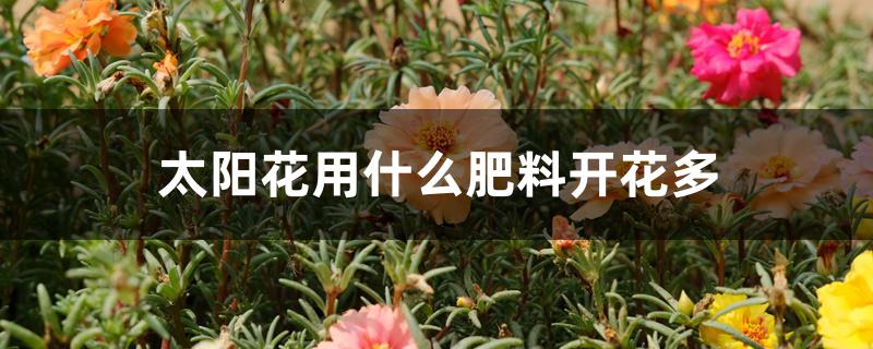 太阳花用什么肥料开花多 太阳花用什么肥料开花多