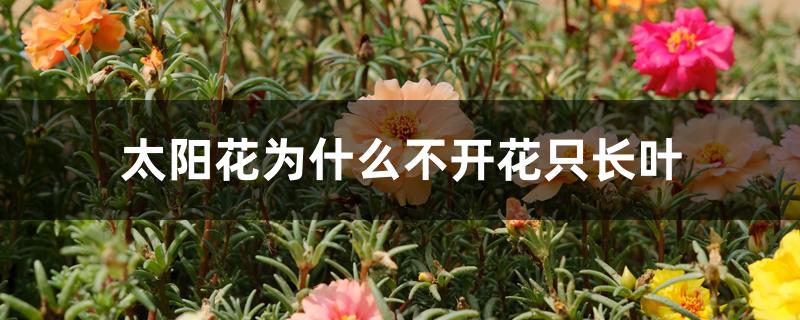 太阳花为什么不开花只长叶 太阳花为什么不开花只长叶
