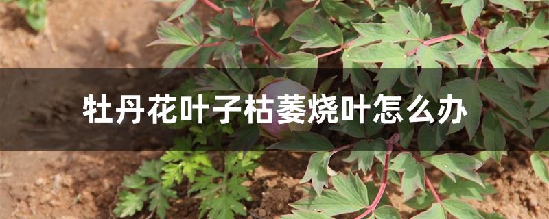 牡丹花叶子枯萎烧叶怎么办 牡丹花叶子枯萎烧叶怎么办