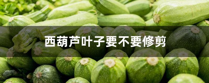 西葫芦叶子要不要修剪 西葫芦叶子要不要修剪