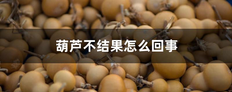 葫芦不结果怎么回事 葫芦不结果怎么回事