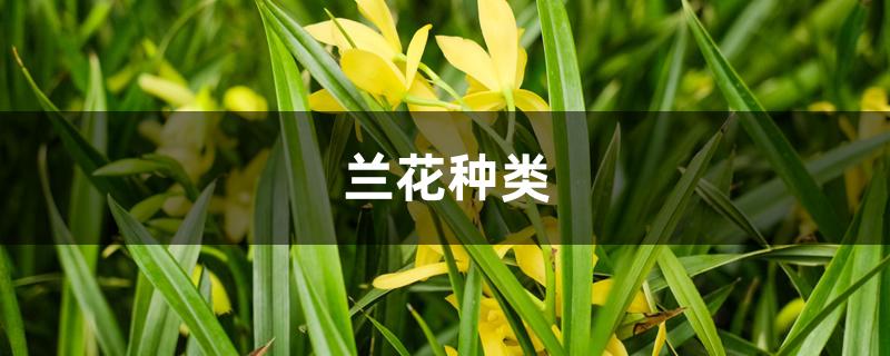 兰花种类 兰花种类