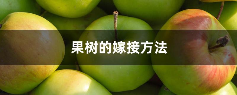 果树的嫁接方法 果树的嫁接方法