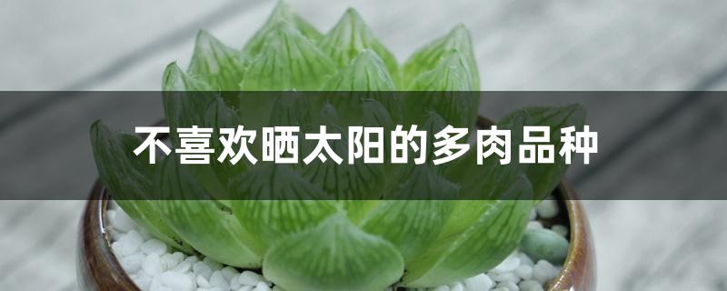不喜欢晒太阳的多肉品种 不喜欢晒太阳的多肉品种