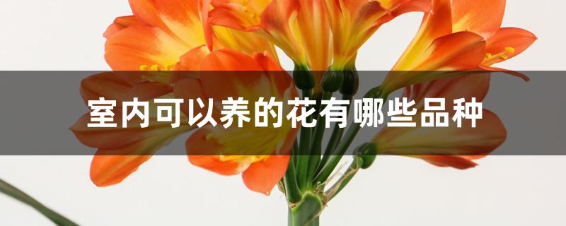 室内可以养的花有哪些品种 室内可以养的花有哪些品种