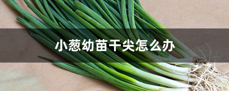 小葱幼苗干尖怎么办 小葱幼苗干尖怎么办