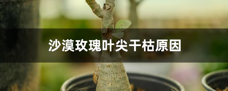 沙漠玫瑰叶尖干枯原因 沙漠玫瑰叶尖干枯原因