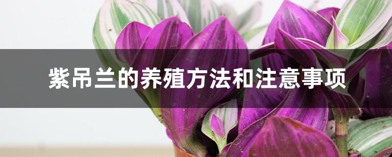 紫吊兰的养殖方法和注意事项 紫吊兰的养殖方法和注意事项