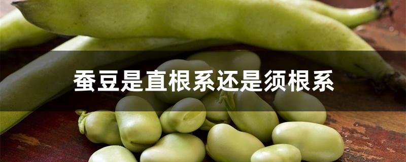 蚕豆是直根系还是须根系 蚕豆是直根系还是须根系
