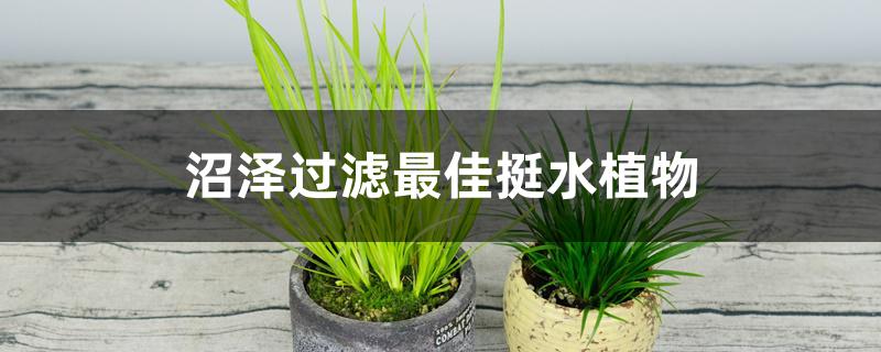 沼泽过滤最佳挺水植物 沼泽过滤最佳挺水植物
