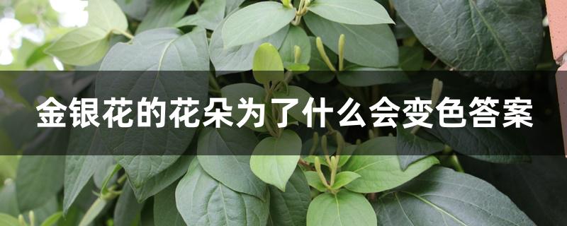 金银花的花朵为了什么会变色答案 金银花的花朵为了什么会变色答案