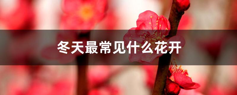 冬天最常见什么花开 冬天最常见什么花开