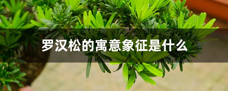 罗汉松的寓意象征是什么