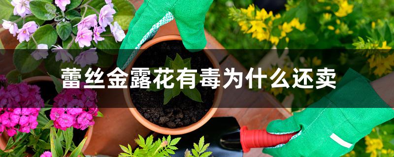 蕾丝金露花有毒为什么还卖 蕾丝金露花有毒为什么还卖