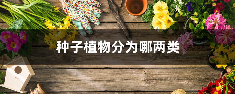 种子植物分为哪两类 种子植物分为哪两类