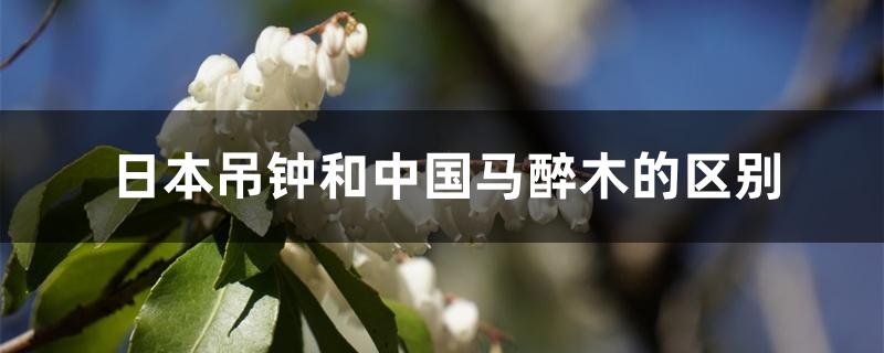 日本吊钟和中国马醉木的区别 日本吊钟和中国马醉木的区别