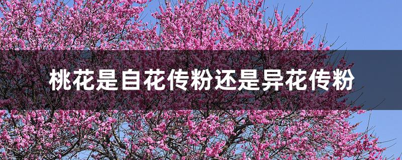 桃花是自花传粉还是异花传粉 桃花是自花传粉还是异花传粉