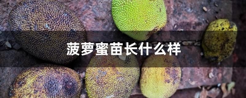菠萝蜜苗长什么样 菠萝蜜苗长什么样