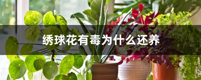 绣球花有毒为什么还养 绣球花有毒为什么还养