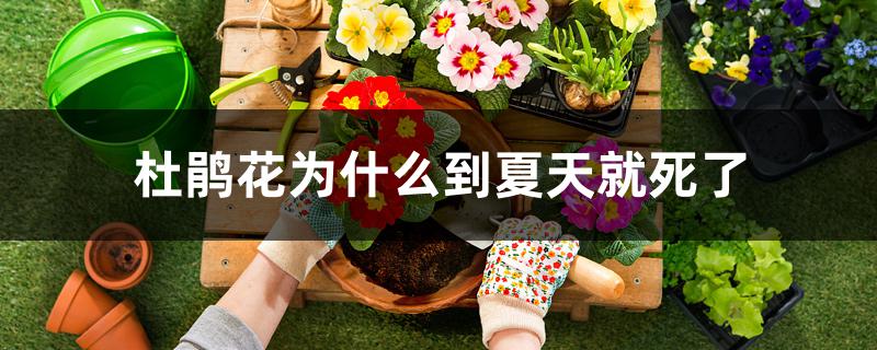 杜鹃花为什么到夏天就死了 杜鹃花为什么到夏天就死了