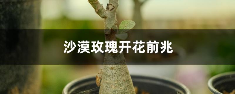 沙漠玫瑰开花前兆 沙漠玫瑰开花前兆