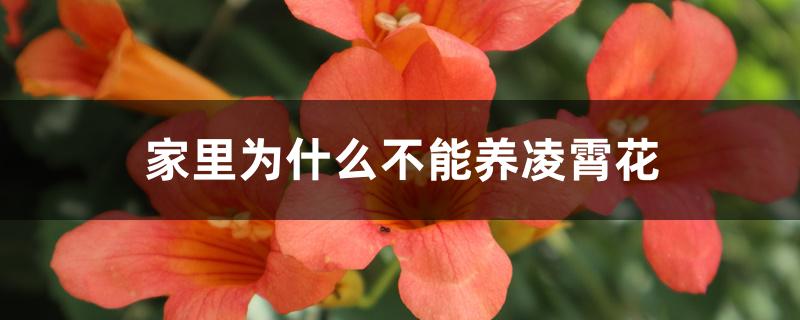 家里为什么不能养凌霄花 家里为什么不能养凌霄花