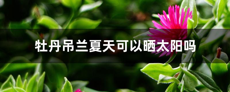 牡丹吊兰夏天可以晒太阳吗 牡丹吊兰夏天可以晒太阳吗