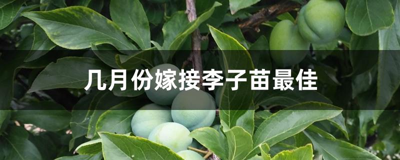 几月份嫁接李子苗最佳 几月份嫁接李子苗最佳