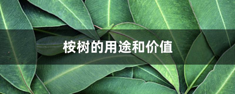 桉树的用途和价值 桉树的用途和价值