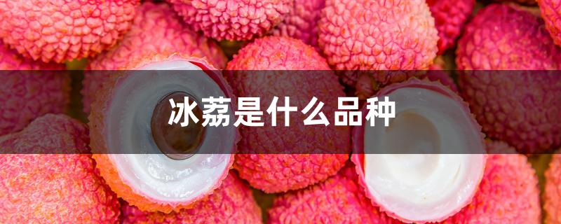 冰荔是什么品种 冰荔是什么品种