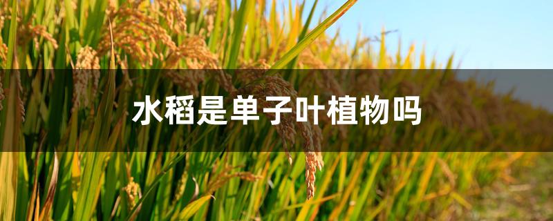 水稻是单子叶植物吗 水稻是单子叶植物吗