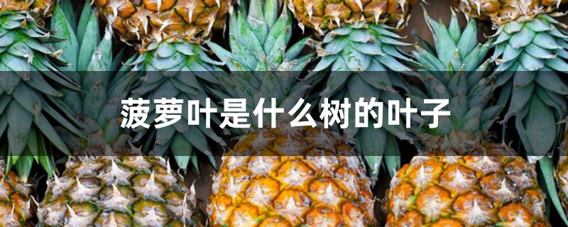 菠萝叶是什么树的叶子 菠萝叶是什么树的叶子