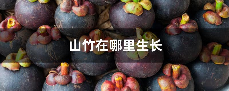 山竹在哪里生长 山竹在哪里生长