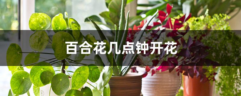 百合花几点钟开花 百合花几点钟开花