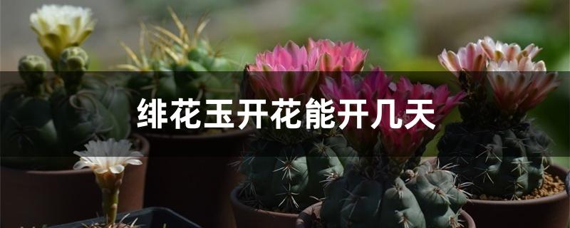 绯花玉开花能开几天 绯花玉开花能开几天