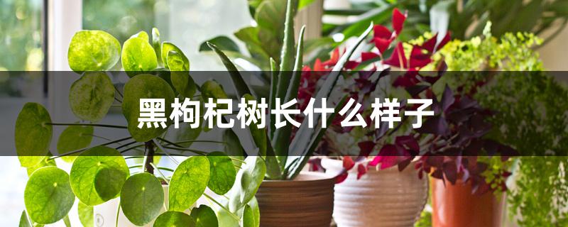 黑枸杞树长什么样子 黑枸杞树长什么样子