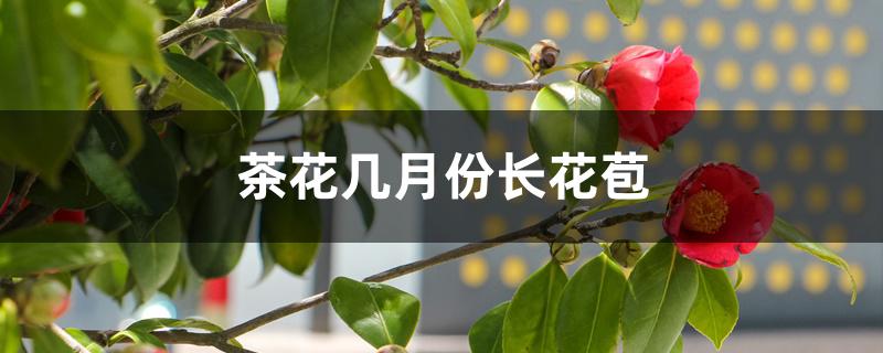 茶花几月份长花苞 茶花几月份长花苞