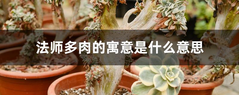法师多肉的寓意是什么意思 法师多肉的寓意是什么意思