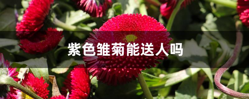 紫色雏菊能送人吗 紫色雏菊能送人吗