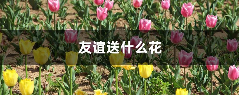 友谊送什么花 友谊送什么花