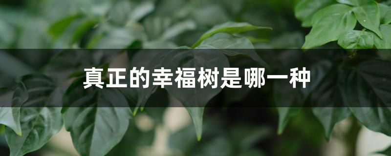 真正的幸福树是哪一种