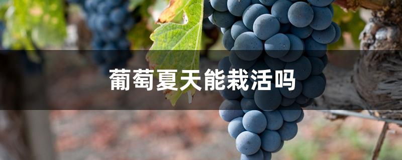 葡萄夏天能栽活吗 葡萄夏天能栽活吗