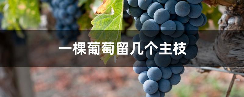 一棵葡萄留几个主枝 一棵葡萄留几个主枝